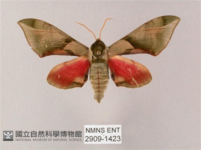 榆綠天蛾藏品圖，第1張