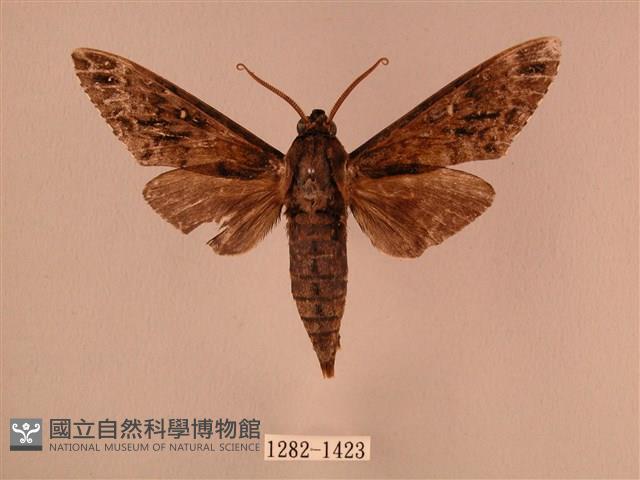 白星天蛾藏品圖，第1張