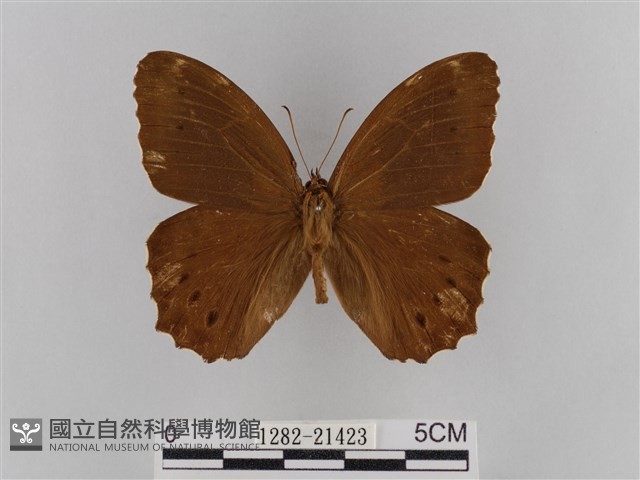褐翅蔭眼蝶藏品圖，第1張