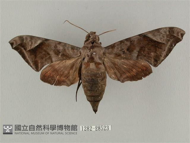 全緣缺角天蛾藏品圖，第1張