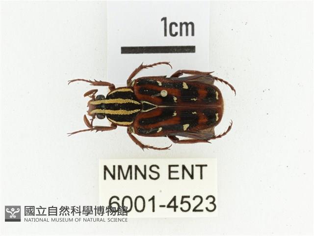 巴蘭陷紋金龜藏品圖，第1張