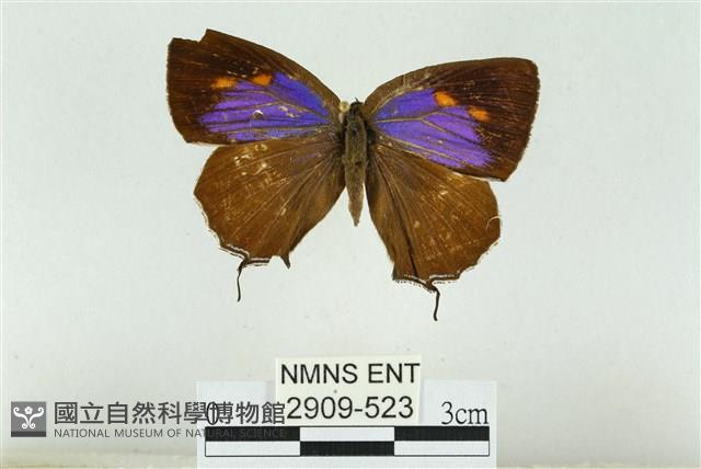 伏氏鋩灰蝶藏品圖，第1張