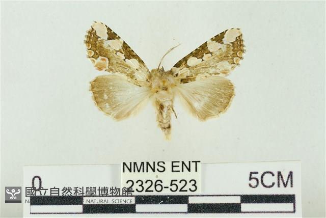 連珠波紋蛾藏品圖，第1張