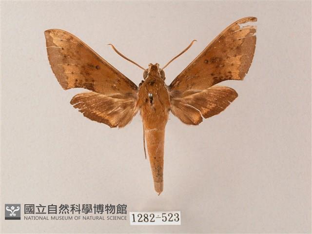 臺灣白肩天蛾藏品圖，第1張