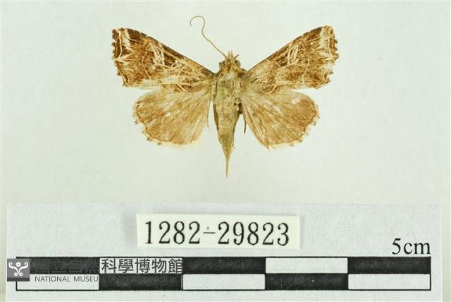 弧角散紋夜蛾藏品圖，第1張