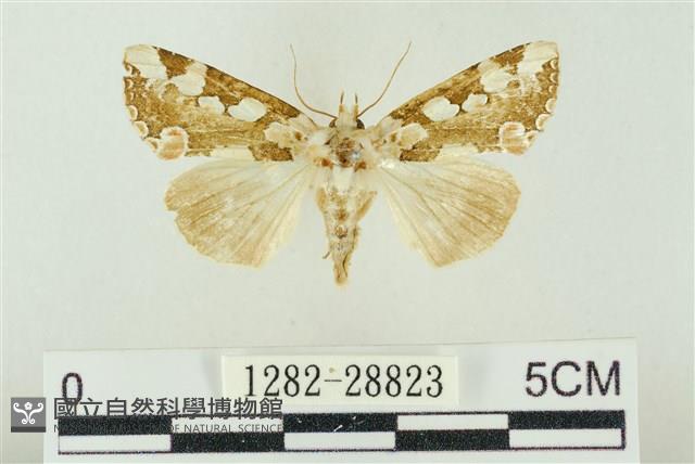 連珠波紋蛾藏品圖，第1張