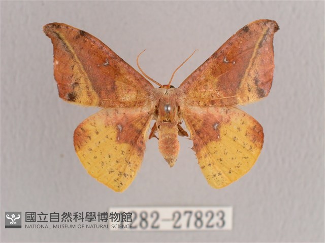 接骨木帶鉤蛾藏品圖，第1張