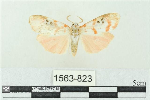 臺雪苔蛾藏品圖，第1張