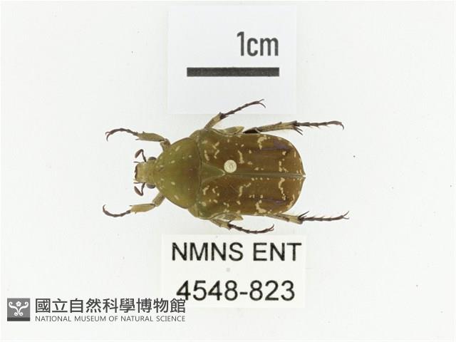 銅點花金龜藏品圖，第1張