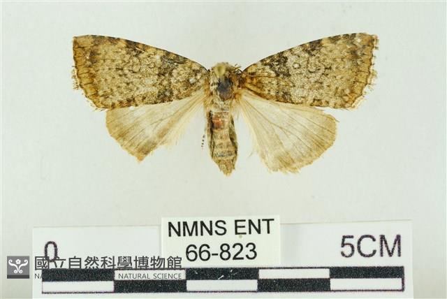 臺灣銀斑異波紋蛾藏品圖，第1張
