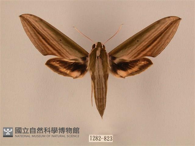 棕綠背線天蛾藏品圖，第1張