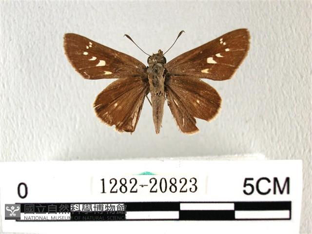 禾弄蝶藏品圖，第1張