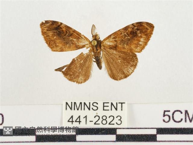 小白紋毒蛾藏品圖，第1張