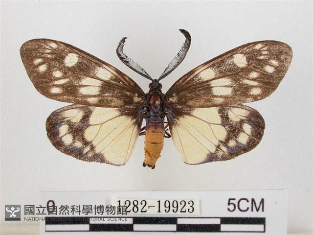 蓬萊茶斑蛾藏品圖，第1張