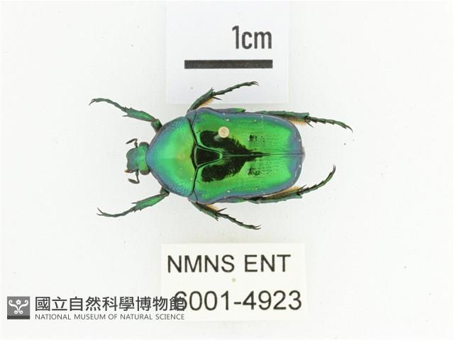 藍艷白點花金龜藏品圖，第1張