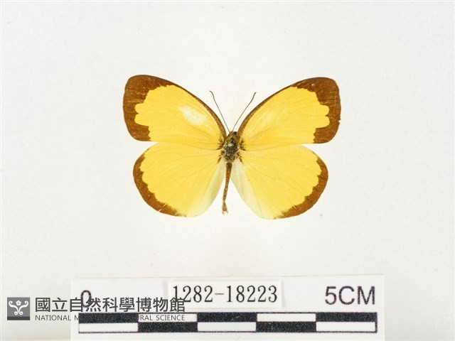 島嶼黃蝶、江崎黃蝶藏品圖，第1張