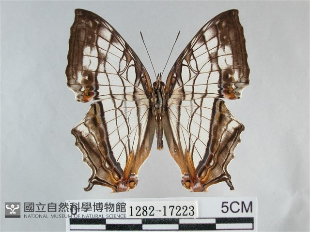 網絲蛺蝶、石牆蝶藏品圖，第1張