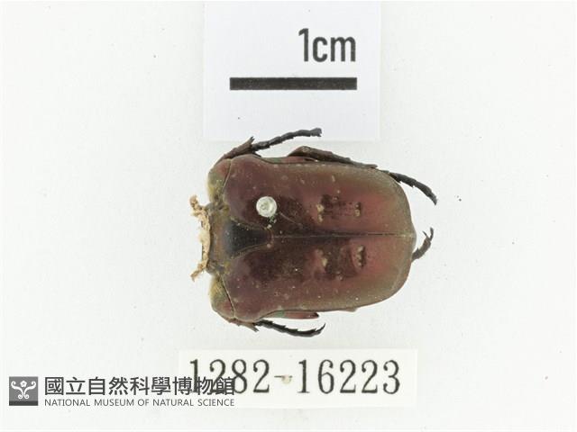 藍艷白點花金龜藏品圖，第1張