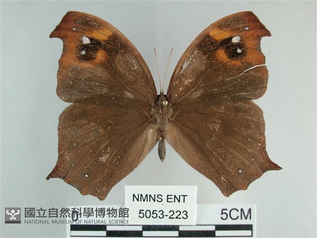 森林暮眼蝶、黑樹蔭蝶藏品圖，第1張