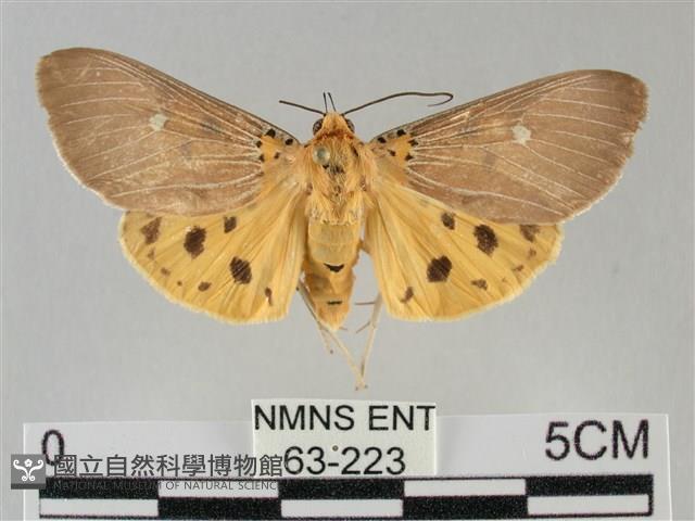 一點擬燈蛾藏品圖，第1張