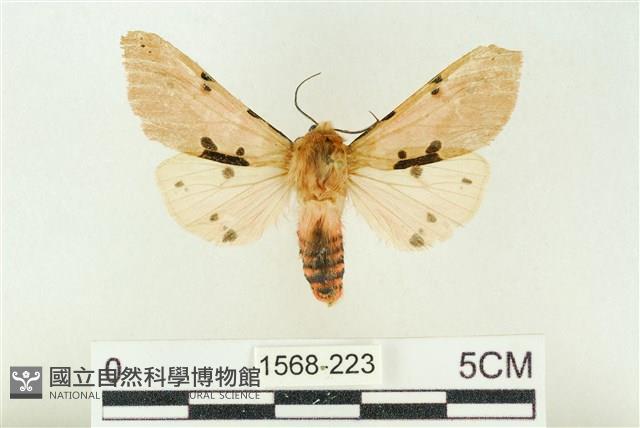 棍棒污燈蛾藏品圖，第1張