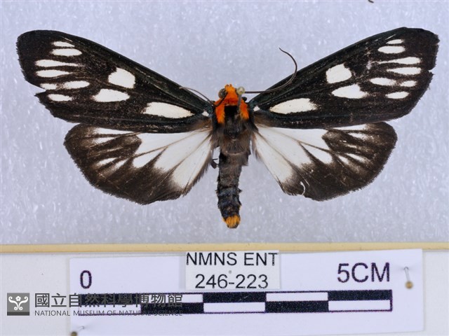 巨網燈蛾藏品圖，第1張