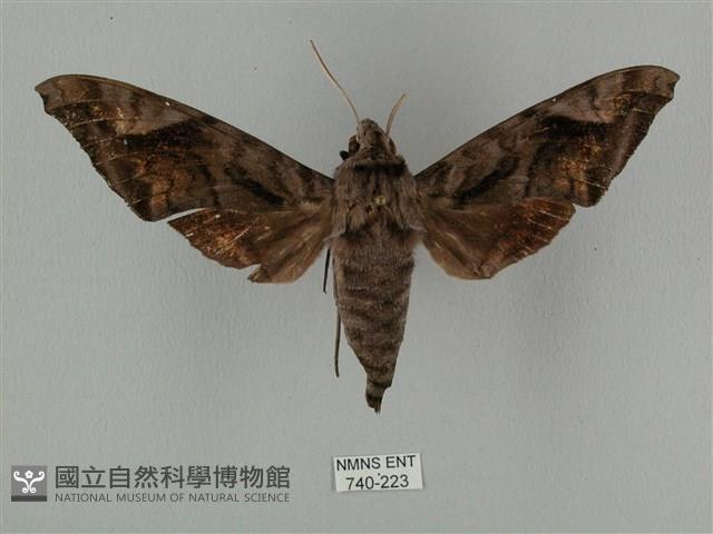 全緣缺角天蛾藏品圖，第1張