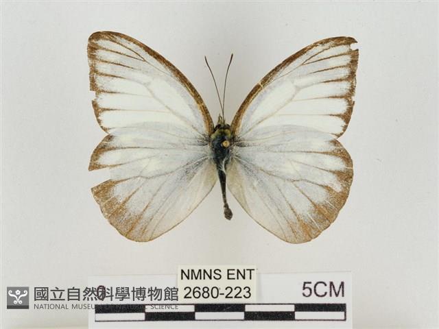 淡褐脈粉蝶藏品圖，第1張