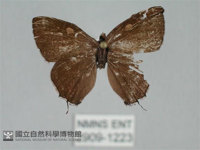 田中洒灰蝶藏品圖，第1張
