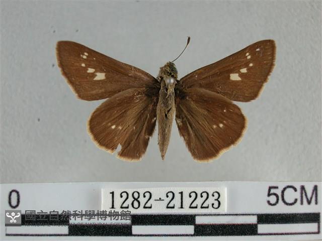 小稻弄蝶藏品圖，第1張