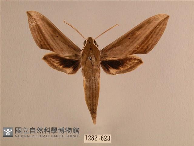 背線天蛾藏品圖，第1張