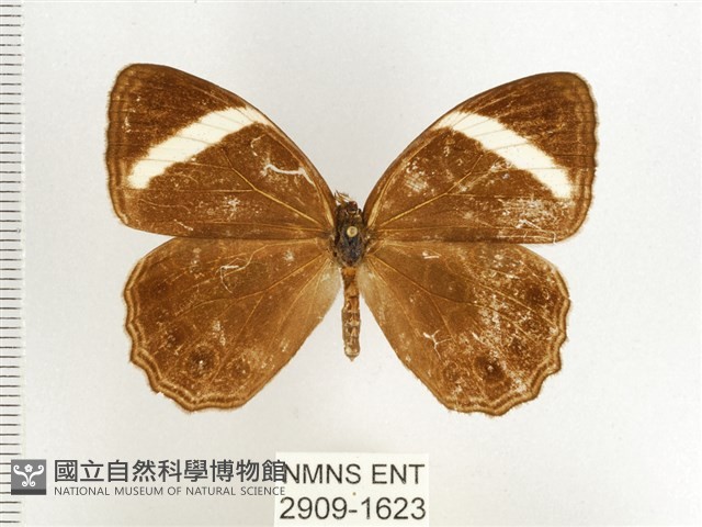 玉帶黛眼蝶藏品圖，第1張