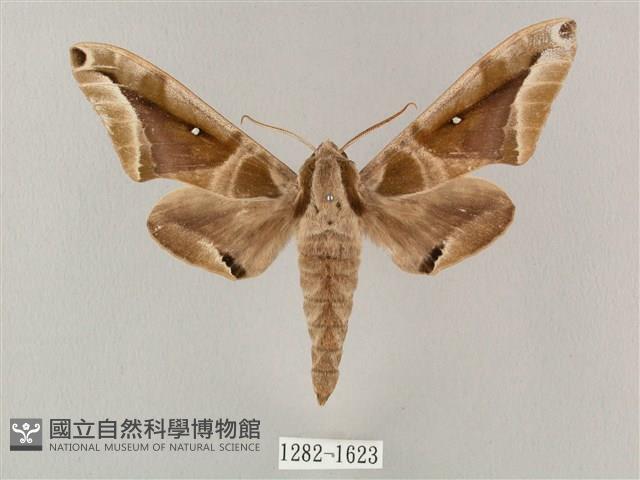 白點天蛾 藏品圖，第1張