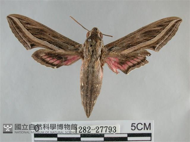 銀條斜線天蛾藏品圖，第1張