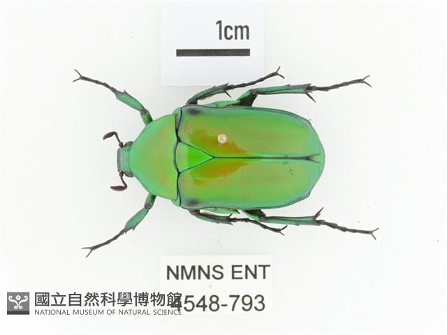 金艷騷金龜藏品圖，第1張