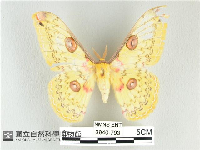 黃豹天蠶蛾藏品圖，第1張