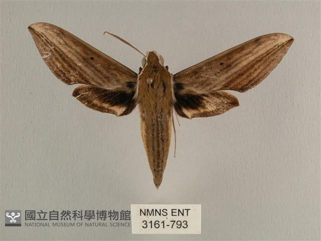 背線天蛾藏品圖，第1張