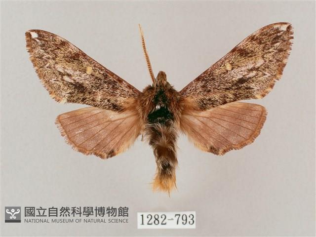 井上氏絨毛天蛾藏品圖，第1張