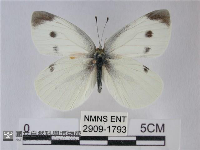 白粉蝶、紋白蝶藏品圖，第1張