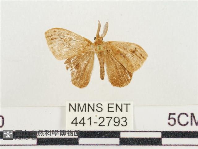 小白紋毒蛾藏品圖，第1張