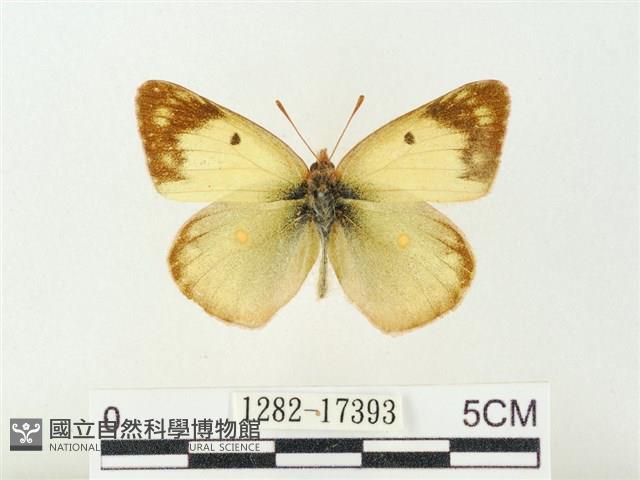 紋黃粉蝶藏品圖，第1張