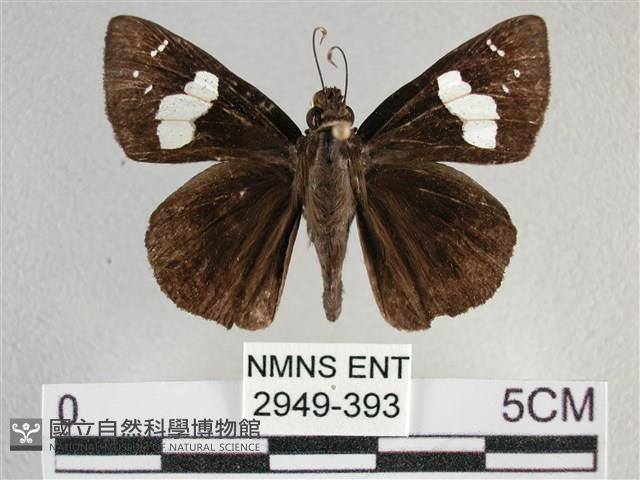 曲紋袖弄蝶藏品圖，第1張