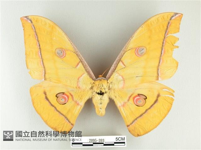 大透目天蠶蛾藏品圖，第1張