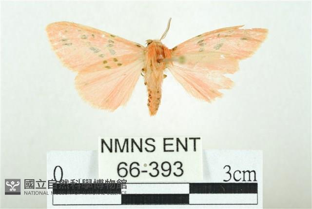 三條橙燈蛾藏品圖，第1張