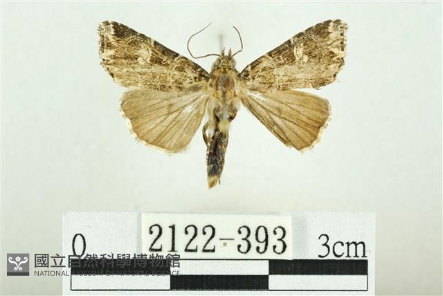 白斑散紋夜蛾藏品圖，第1張