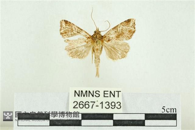 弧角散紋夜蛾藏品圖，第1張