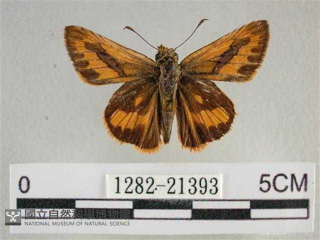 竹橙斑弄蝶藏品圖，第1張