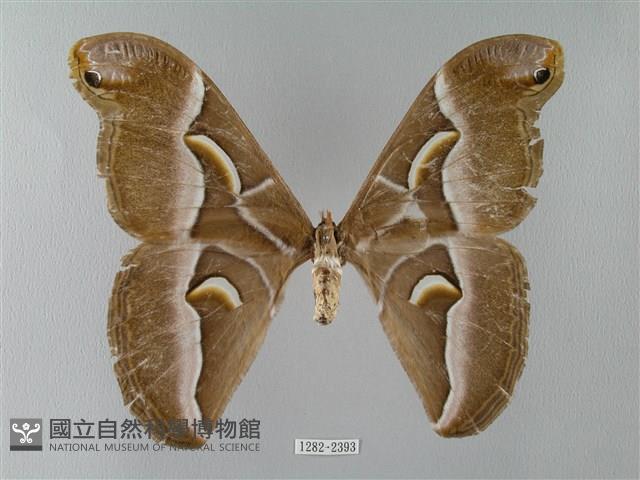 眉紋天蠶蛾藏品圖，第1張