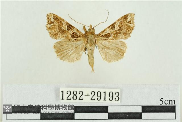 弧角散紋夜蛾藏品圖，第1張