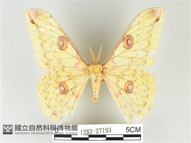 黃豹天蠶蛾藏品圖，第1張